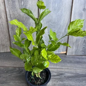 Jasmine Belle of India Live Plant - 4