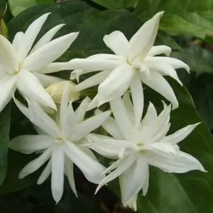 Jasmine Belle of India Live Plant - 4