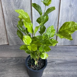 Jasmine Belle of India Live Plant - 4