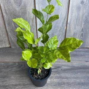 Jasmine Belle of India Live Plant - 4