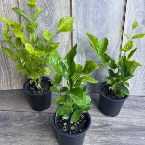 Jasmine Belle of India Live Plant - 4