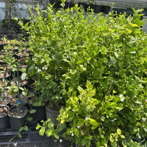 Jasmine 'Belle of India' Live Plant - Fragrant Double White Flowers, Jasminum sambac, 4-inch Pot - Image 3