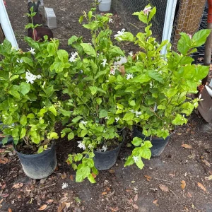 Jasmine 'Belle of India' Live Plant - Fragrant Double White Flowers, Jasminum sambac, 4-inch Pot - Image 7