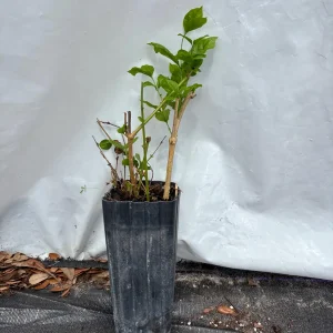 Jasmine 'Belle of India' Live Plant - Fragrant Double White Flowers, 4 inch pot, Indoor/Outdoor - Image 8