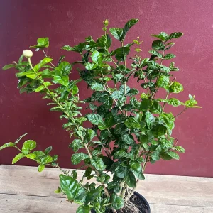 Jasmine Grand Duke Live Plant 6 inch Pot - Fragrant Double White Flowers - Image 5