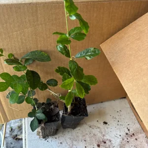 Jasminum Grandiflorum 'Chameli' Live Plant – Fragrant Jasmine 4 inch Pot - Image 10