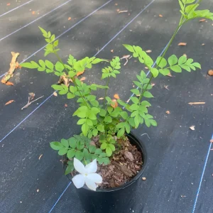 Jasminum Grandiflorum 'Chameli' Live Plant – Fragrant Jasmine 4 inch Pot - Image 1