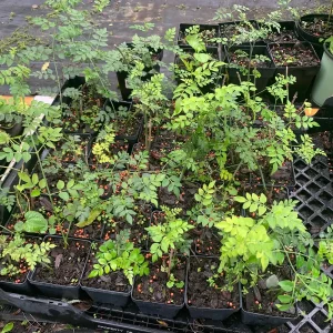 Jasminum Grandiflorum 'Chameli' Live Plant – Fragrant Jasmine 4 inch Pot - Image 6