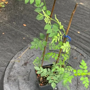 Jasminum Grandiflorum Chameli Live Plant - Royal Jasmine, 4 inch Pot - Image 4