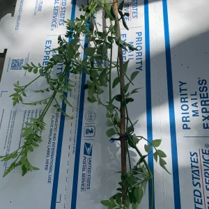 Jasminum Grandiflorum Chameli Live Plant - Royal Jasmine, 4 inch Pot - Image 7