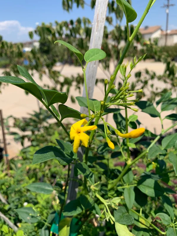 Jasminum humile Revolutum Live Plant - 2ft Tall, 6in Pot, Fragrant Yellow Jasmine - Image 2