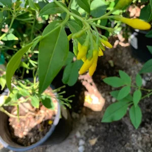 Jasminum humile Revolutum Live Plant - 2ft Tall, 6in Pot, Fragrant Yellow Jasmine - Image 3