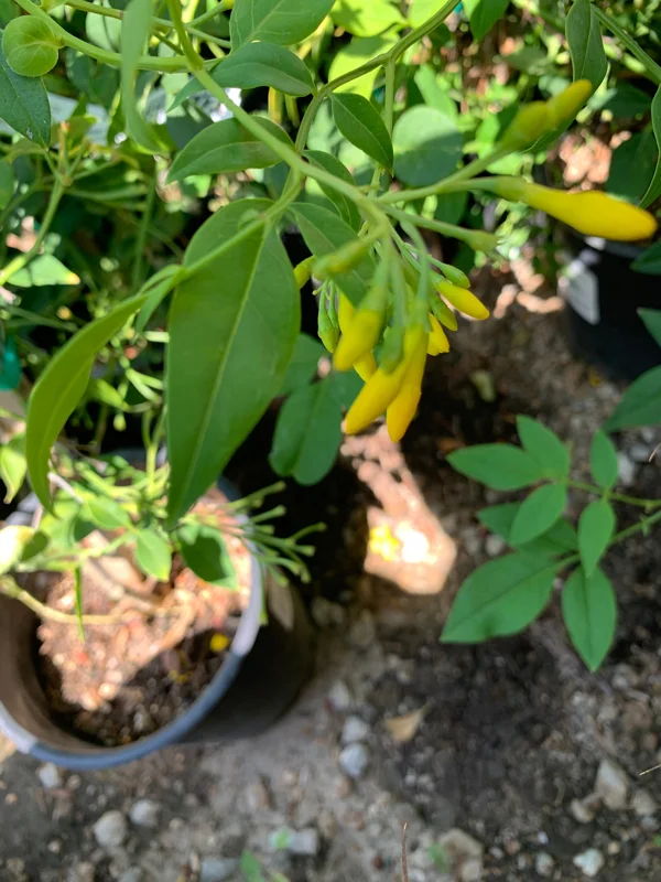 Jasminum humile Revolutum Live Plant - 2ft Tall, 6in Pot, Fragrant Yellow Jasmine - Image 3