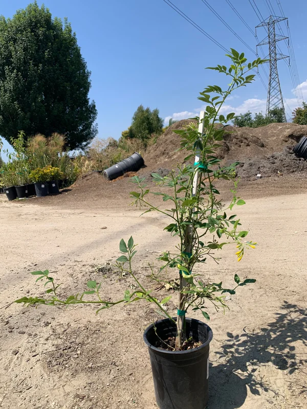 Jasminum humile Revolutum Live Plant - 2ft Tall, 6in Pot, Fragrant Yellow Jasmine - Image 1