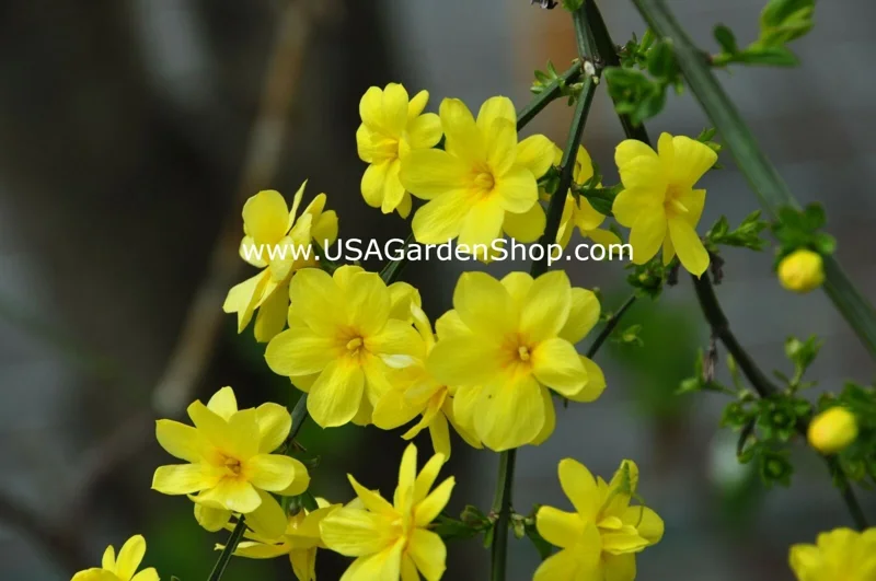 Jasminum mesnyi Sun Glo Hardy Japanese Jasmine Cuttings - 7 Per Pack - Outdoor - Image 4