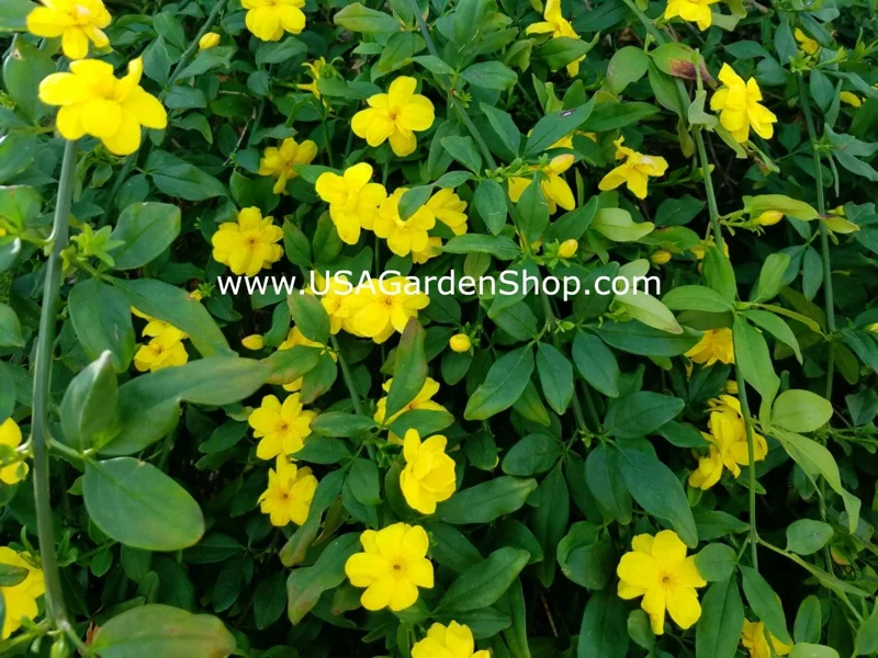 Jasminum mesnyi Sun Glo Hardy Japanese Jasmine Cuttings - 7 Per Pack - Outdoor - Image 5