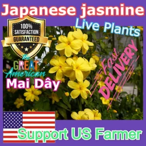 Jasminum mesnyi Sun Glo Hardy Japanese Jasmine Cuttings - 7 Per Pack - Outdoor - Image 6