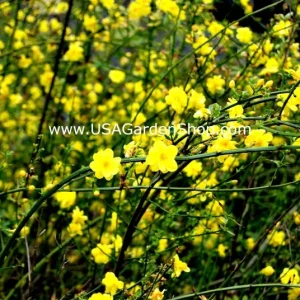 Jasminum mesnyi Sun Glo Hardy Japanese Jasmine Cuttings - 7 Per Pack - Outdoor - Image 7