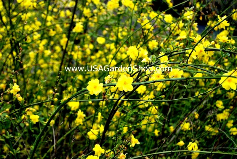 Jasminum mesnyi Sun Glo Hardy Japanese Jasmine Cuttings - 7 Per Pack - Outdoor - Image 7