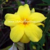 Jasminum mesnyi Sun Glo Hardy Japanese Jasmine Cuttings - 7 Per Pack - Outdoor - Image 1