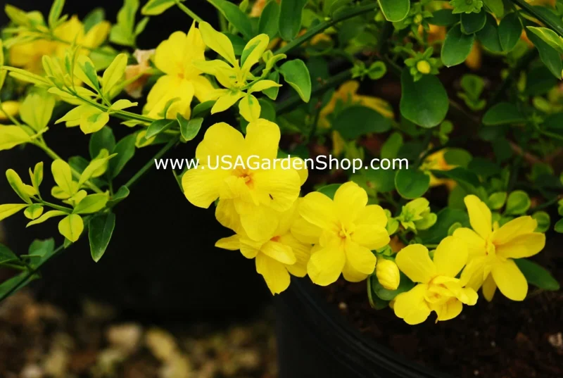 Jasminum mesnyi Sun Glo Hardy Japanese Jasmine Cuttings - 7 Per Pack - Outdoor - Image 9