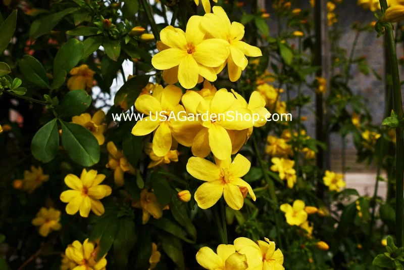 Jasminum mesnyi Sun Glo Hardy Yellow Primrose Jasmine Cuttings - 7 Pack - Image 10