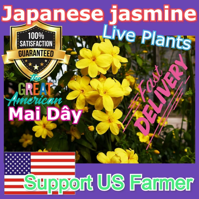 Jasminum mesnyi Sun Glo Hardy Yellow Primrose Jasmine Cuttings - 7 Pack - Image 2