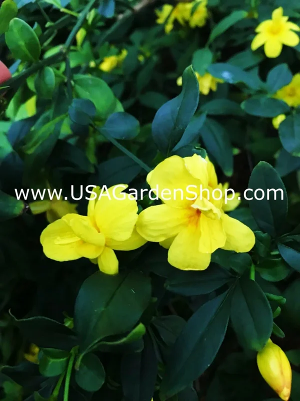 Jasminum mesnyi Sun Glo Hardy Yellow Primrose Jasmine Cuttings - 7 Pack - Image 3