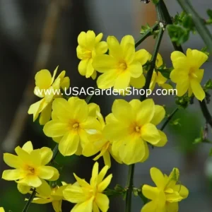 Jasminum mesnyi Sun Glo Hardy Yellow Primrose Jasmine Cuttings - 7 Pack - Image 4