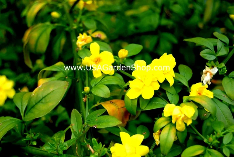 Jasminum mesnyi Sun Glo Hardy Yellow Primrose Jasmine Cuttings - 7 Pack - Image 8