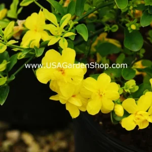 Jasminum mesnyi Sun Glo Hardy Yellow Primrose Jasmine Cuttings - 7 Pack - Image 9