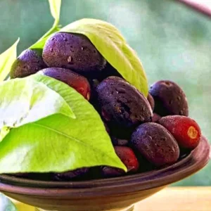 Java Plum Black Jamun Plant – Live Tropical Fruit Tree – Half Gallon Pot - Image 2