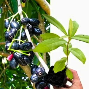 Java Plum Black Jamun Plant – Live Tropical Fruit Tree – Half Gallon Pot - Image 4