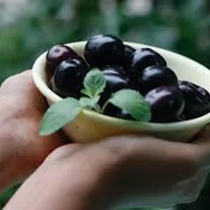 Java Plum Live Plant – Jamun Tree in 1 Gallon Pot – Syzygium cumini – Outdoor Fruit Plant - Image 2