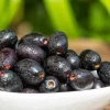 Java Plum Live Plant – Jamun Tree in 1 Gallon Pot – Syzygium cumini – Outdoor Fruit Plant - Image 1