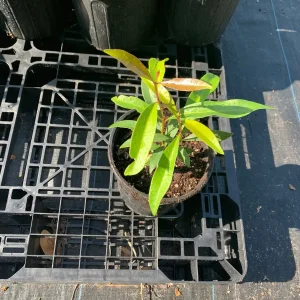 Java Plum Live Tree Plant – Black Jamun Malabar Plum – 12 inch Tall - Image 4