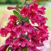 Java Red Weigela Live Plant - 4 Inch Pot - Weigela florida 'Java Red' - Outdoor Shrub - Image 1