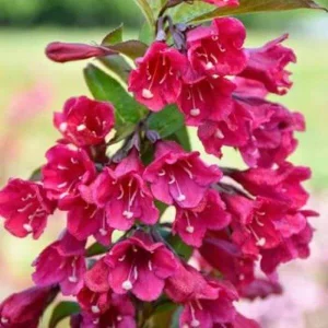 Java Red Weigela Live Plant - 4 Inch Pot - Weigela florida 'Java Red' - Outdoor Shrub - Image 1