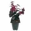 Jazz Hands BOLD Chinese Fringe Flower Live Plant 4" Pot Outdoor Bush - Image 1