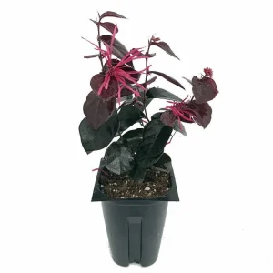 Jazz Hands BOLD Chinese Fringe Flower Live Plant 4