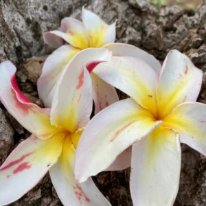 Jean Moragne Plumeria Unrooted Cutting 10-12 inch - Fragrant Tropical Plant - Image 2