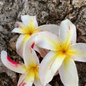 Jean Moragne Plumeria Unrooted Cutting 10-12 inch - Fragrant Tropical Plant - Image 3