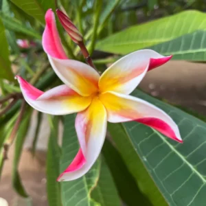 Jean Moragne Plumeria Unrooted Cutting 10-12 inch - Fragrant Tropical Plant - Image 6