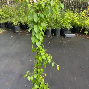 Jelly Vine Live Plant - 3 Gallon, 3 Feet Tall - Edible Fruit Vine - Image 2