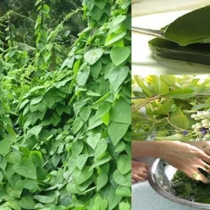 Jelly Vine Live Plant - 3 Gallon, 3 Feet Tall - Edible Fruit Vine - Image 1