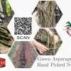 Jersey Giant Asparagus Crowns - 5 Bare Root Plants, 2-Year Old, Fall Planting Vegetable - Image 1