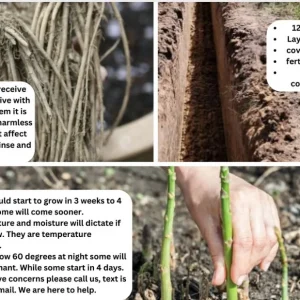 Jersey Giant Asparagus Roots - 10 Crowns, 2-Year Old, Fall Planting Vegetable - Image 3