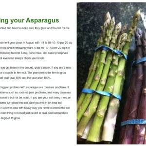 Jersey Giant Asparagus Roots - 10 Crowns, 2-Year Old, Fall Planting Vegetable - Image 6