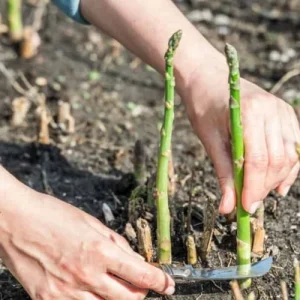 Jersey Giant Asparagus Roots - 10 Crowns, 2-Year Old, Fall Planting Vegetable - Image 9