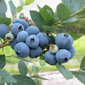 Jersey Northern Highbush Blueberry Live Plant - 1 Quart, Bare Root, 10-12 inch - Image 1